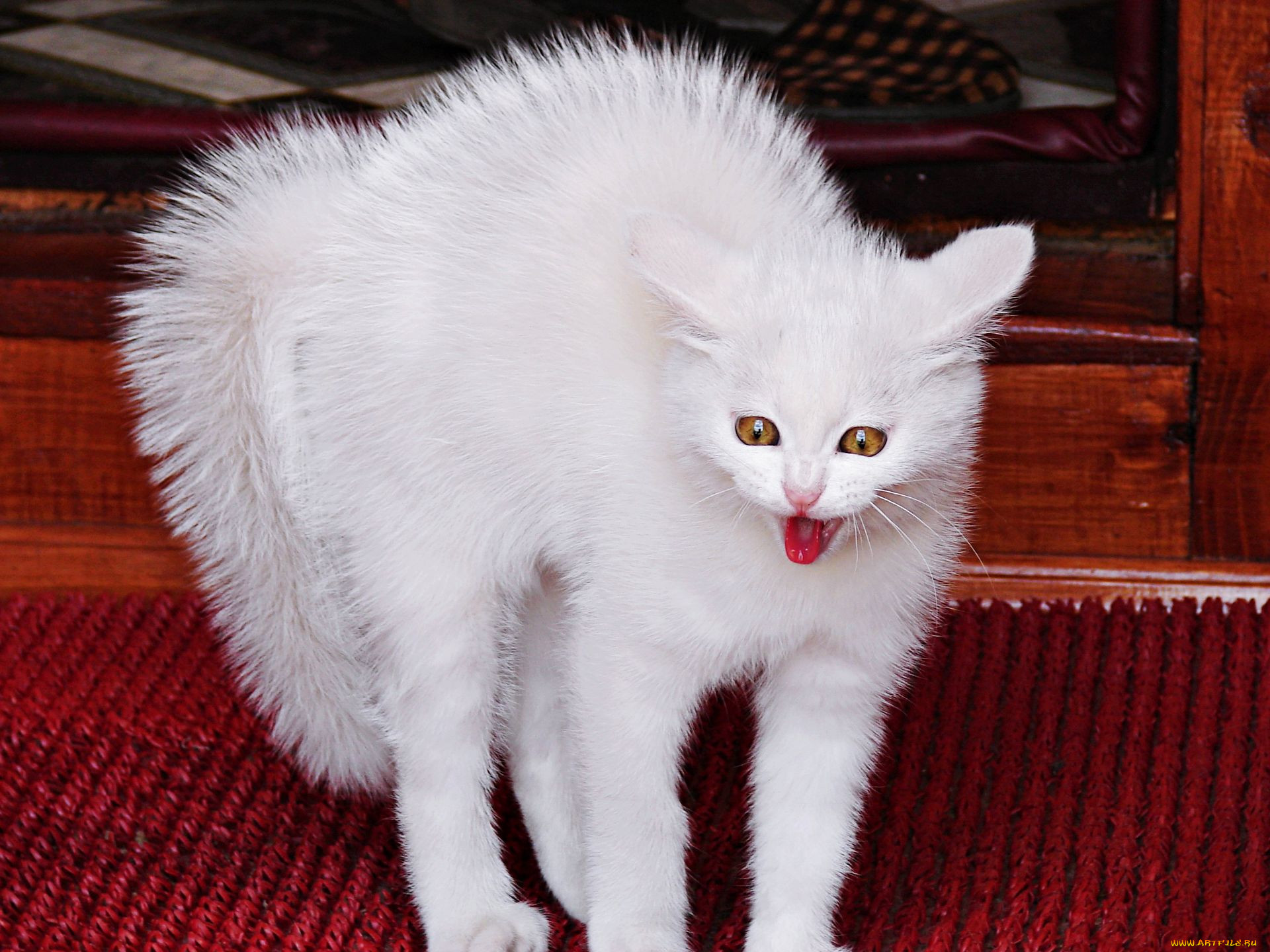 Белая пушистая кошка